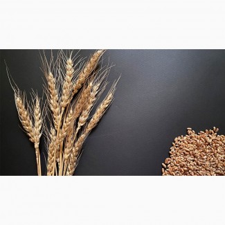 Семена озимой пшеницы Алексеич, Ахмат, Безостая-100, Гром, Еланчик, Таня, Юка и др