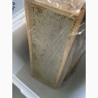 Мёд с пасеки Алтайского края