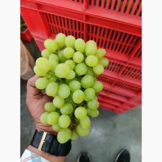 Grapes from India
