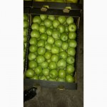 Яблоки из Молдавии Симиренко