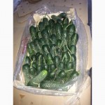 Продаем овощи/фрукты Турция