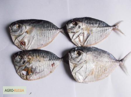 Фото 3. Сушеные морепродукты, вяленая сушеная рыба, снеки к пиву оптом