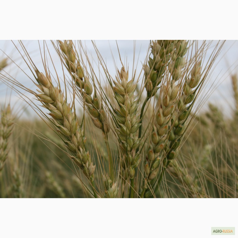 Продаем семена яровой мягкой пшеницы, Самарская обл — Agro-Russia