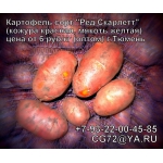 Продам картофель оптом от 6 руб/кг (Тюмень)