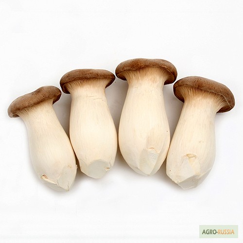 Фото 2. Свежие Белые Корейские грибы Еринги (Королевские вешенки)