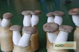 Фото 5. Свежие Белые Корейские грибы Еринги (Королевские вешенки)