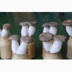 Свежие Белые Корейские грибы Еринги (Королевские вешенки)