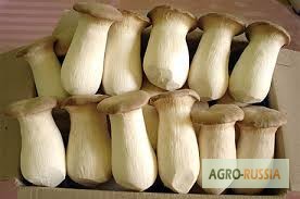 Фото 6. Свежие Белые Корейские грибы Еринги (Королевские вешенки)