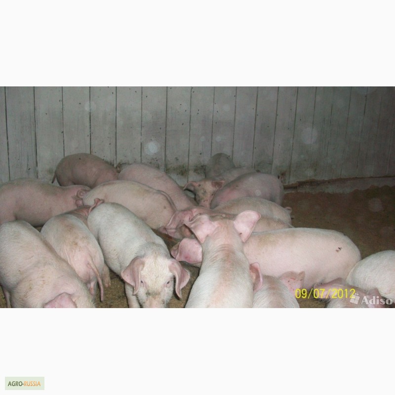 Купить поросят в рязанском районе. Свиноводство в Смоленской области. Порода свиней в Рязани. Поросята Смоленская область. Месячные поросята.