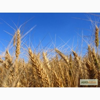 Продам пшеницу 3 класса