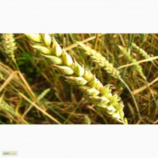 Семена озимой пшеницы сорт Гром