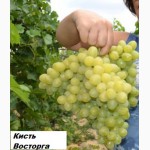Саженцы винограда 2-х летки от производителя-почтой по России, Казахстана, Белоруссии