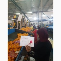 Продам апельсины из Египта