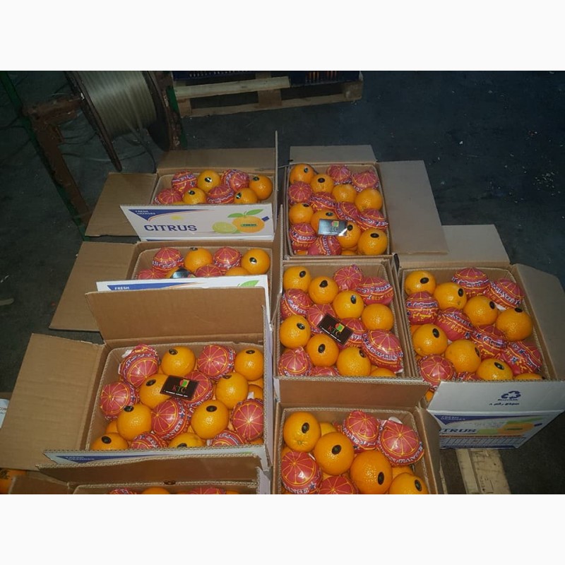 Фото 7. Продам апельсины из Египта
