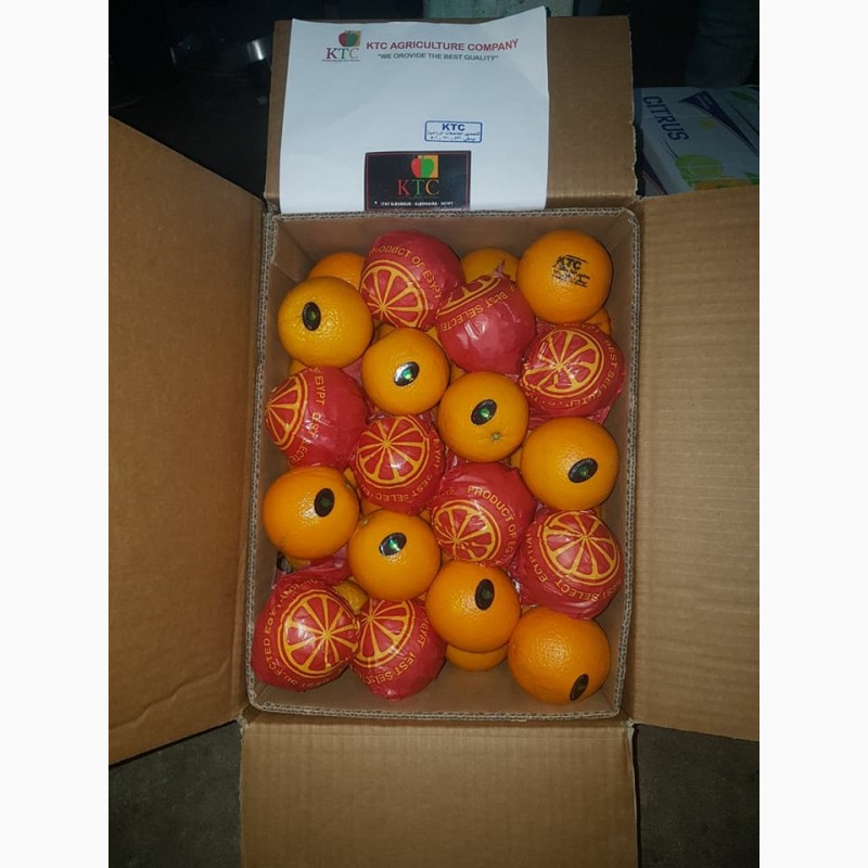 Фото 8. Продам апельсины из Египта