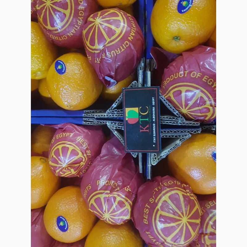 Фото 12. Продам апельсины из Египта