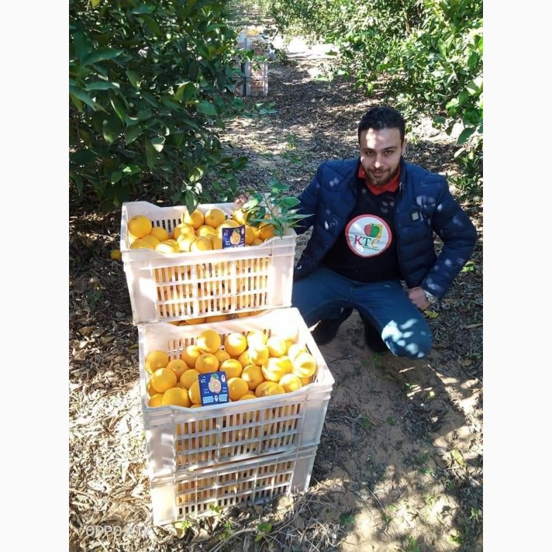 Фото 17. Продам апельсины из Египта