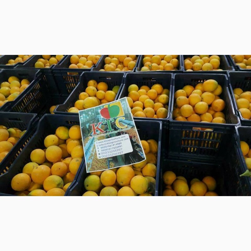 Фото 2. Продам апельсины из Египта