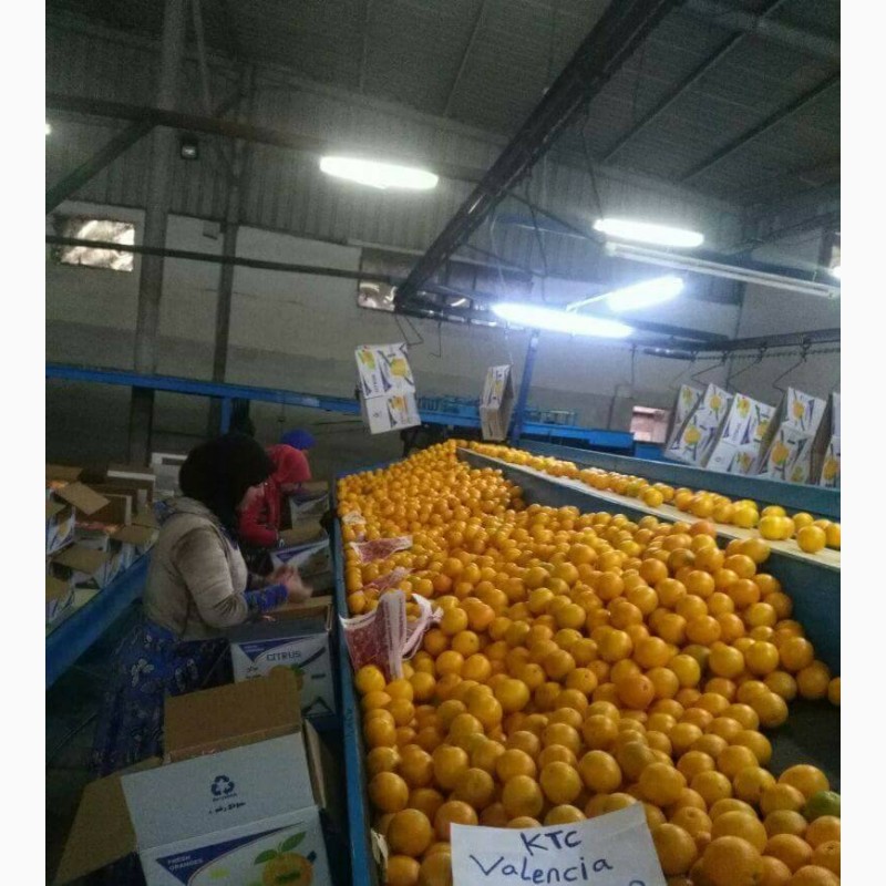 Фото 3. Продам апельсины из Египта