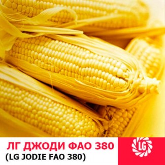 ДЖОДИ (ФАО 380) гибрид кукурузы ЛИМАГРЕЙН (Limagrain)
