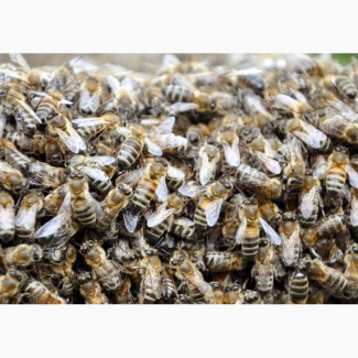 Пчелы. Пчелопакеты в Минераловодском районе