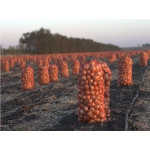 Семена лука Берекет, Дайтона, Манас, ХалцедонУрожай 2013 года