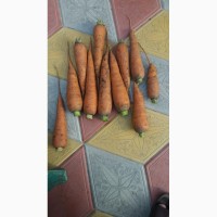 Предлагаем морковь сорт Кордоба оптом от фермера
