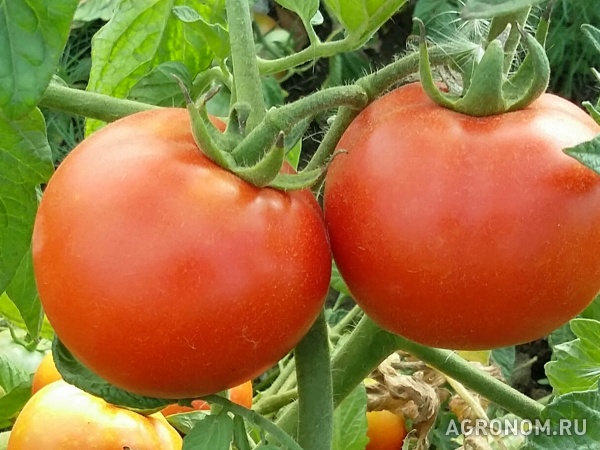 Фото 3. Продаю помидоры с поля