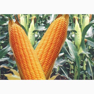 Продам семена кукурузы селекции РОСС 209, РОСС 199, краснодарский 194