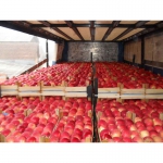 Яблоки Айдаред в Македонии