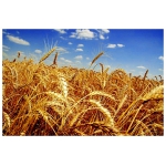 Семена Озимой Пшеницы (двуручка) РС-1