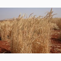 ООО НПП «Зарайские семена» продает семена пшеницы яровой мягкой опт