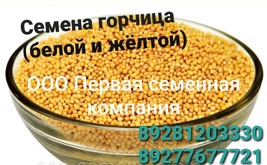 Продам семена горчицы,  семена горчицы, Ростовская обл — Agro-Russia