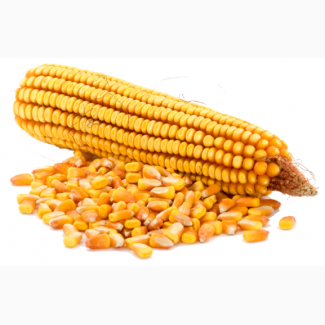 Семена французской кукурузы КСС