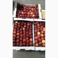 Яблоки от производителя Крым