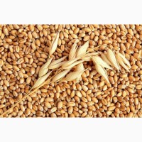 Cемена озимой пшеницы