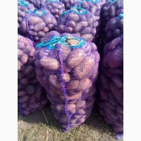 Картофель оптом со склада производителя; Урожай 2019