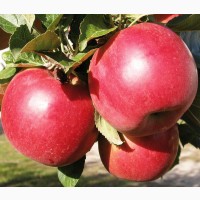 Кубанские яблоки