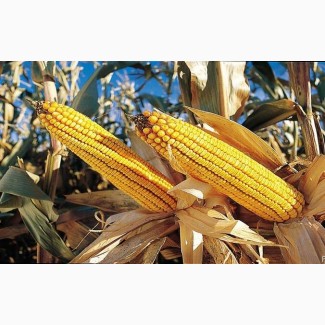 Семена французской кукурузы КСС 5290