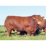 Мясное скотоводство крупный рогатый скот (КРС) из Франции