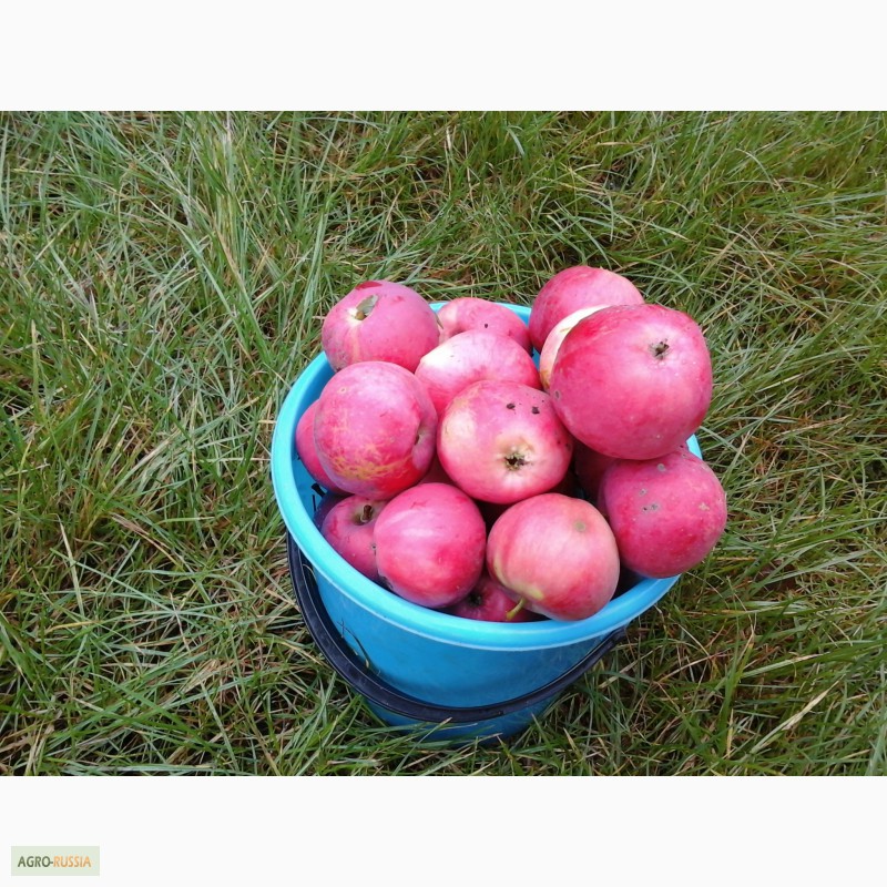 Фото 3. Продам яблоки со своего сада