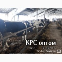 Продажа высокопродуктивных коров молочных пород