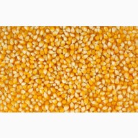 Семена кукурузы Краснодарская 291