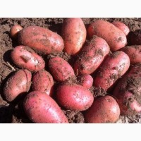 Картофель молодой оптом, урожай 2021