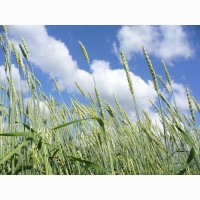 Пшеница яровая (зерно)