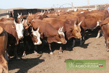 Фото 2. Продаю крс, бычки, телята, телочки, телки, коровы
