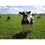 Коровы в Чувашии