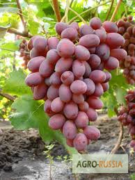 Продам винограды оптом в Таджикистан