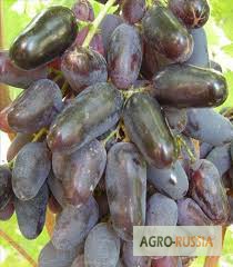 Фото 2. Продам винограды оптом в Таджикистан