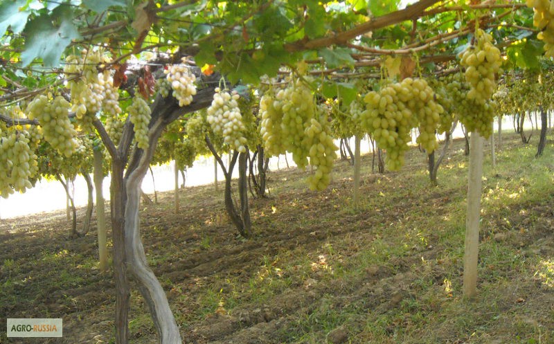 Фото 3. Продам винограды оптом в Таджикистан